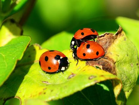 Foto k Projektov� den v M� Brou�ci